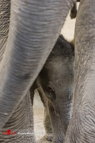 نخستین بچه فیل آسیایی حدود ۱۲ روز پیش در باغ وحش ارم تهران متولد شد