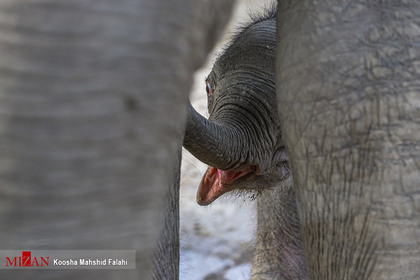نخستین بچه فیل آسیایی حدود ۱۲ روز پیش در باغ وحش ارم تهران متولد شد