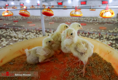 پرورش مرغ گوشتی در مازندران