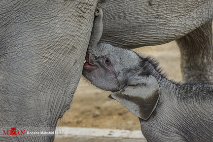 اولین فیل متولد شده در ایران
