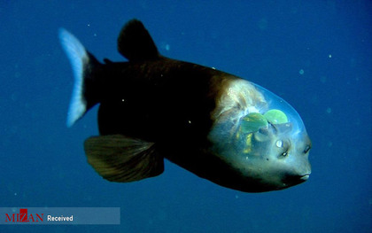 ماهی های عجیب در اعماق اقیانوس ها
