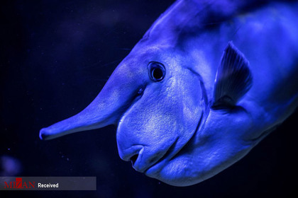 ماهی های عجیب در اعماق اقیانوس ها
