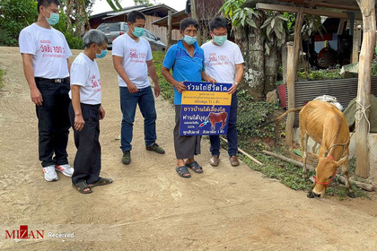 اهدای گاو زنده در تایلند