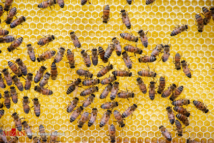 گردنه حیران سرزمین زنبور‌های عسل
