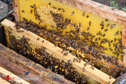 گردنه حیران سرزمین زنبور‌های عسل
