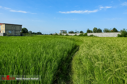 مزارع برنج در شهرستان مرزی آستارا
