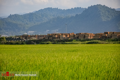 مزارع برنج در شهرستان مرزی آستارا
