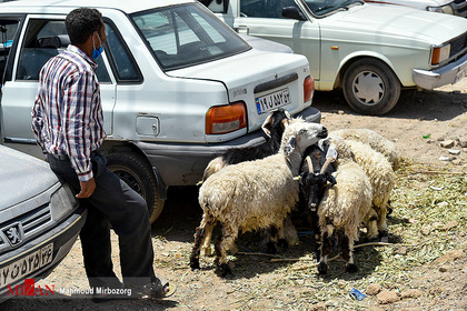 بازار فروش دام در آستانه عید قربان - زاهدان
