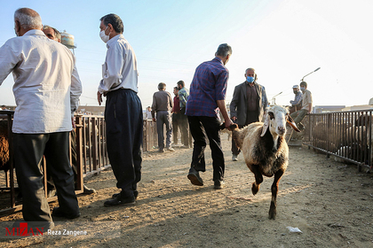 بازار فروش دام در آستانه عید قربان - همدان
