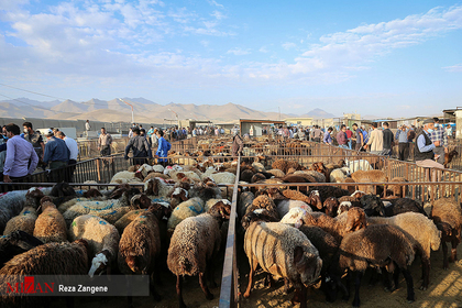 بازار فروش دام در آستانه عید قربان - همدان
