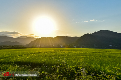 مزارع برنج در شهرستان مرزی آستارا