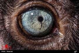 چشم های حیوانات