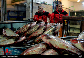 بازار ماهی فروشان تنکابن 