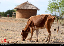 خشکسالی و گرسنگی در آفریقا