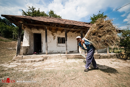 برداشت سنتی برنج در شالیزار‌های مازندران
