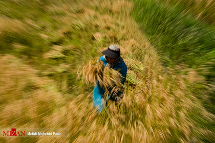برداشت سنتی برنج در شالیزار‌های مازندران

