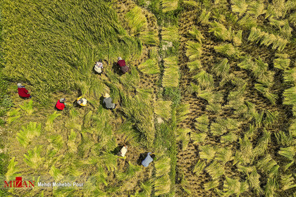 برداشت سنتی برنج در شالیزار‌های مازندران
