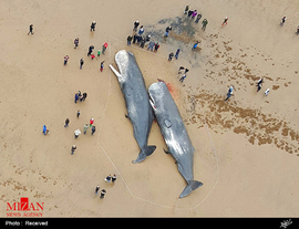 لاشه نهنگ 15 متری در ساحل نورفلک انگلیس 