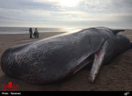 لاشه نهنگ 15 متری در ساحل نورفلک انگلیس 
