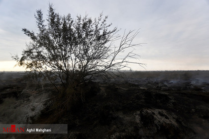 آتش سوزی جزیره آشوراده
