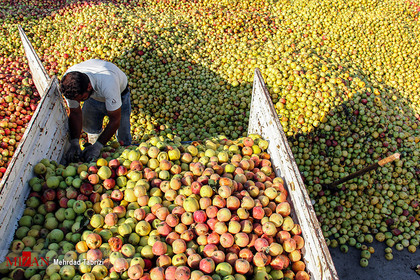 بازار خراب سیب - ارومیه
