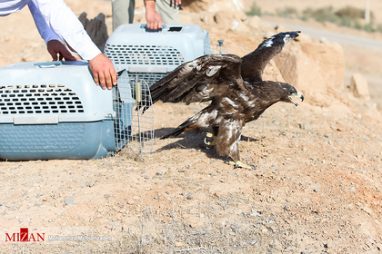 آزاد سازی پرندگان شکاری - قم