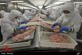 کارخانه های تولید مواد غذایی در چین