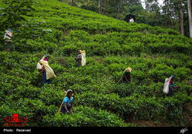 مزارع چای در سریلانکا 
