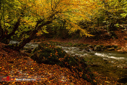 پاییز هزار رنگ در مازندران
