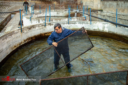تلاش شیلات مازندران برای تکثیر و رهاسازی ماهیان آزاد
