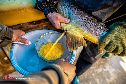 تلاش شیلات مازندران برای تکثیر و رهاسازی ماهیان آزاد
