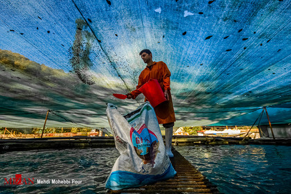 تلاش شیلات مازندران برای تکثیر و رهاسازی ماهیان آزاد