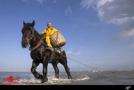 صید میگو با اسب در بلژیک