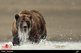 خرس ها در آلاسکا