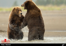 خرس ها در آلاسکا