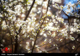 شکوفه های بهاری در آخرین روزهای زمستان