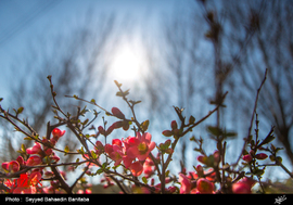 شکوفه های بهاری در آخرین روزهای زمستان