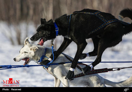 رقابت سگ های سورتمه در آلاسکا