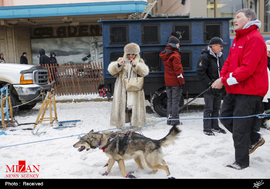 رقابت سگ های سورتمه در آلاسکا