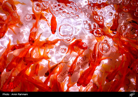 فروش ماهی قرمز در آستانه عید نوروز