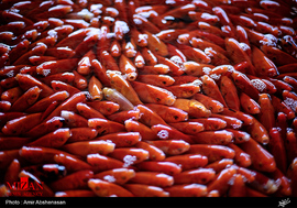 بازار داغ فروش ماهی قرمز 