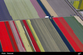 مزارع گل در هلند