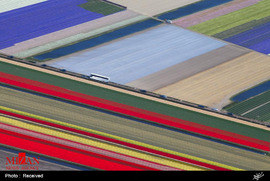 مزارع گل در هلند