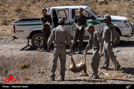 طاعون نشخوارکنندگان کوچک جان 350 بز کوهی را در منطقه 70 قله استان مرکزی گرفت.