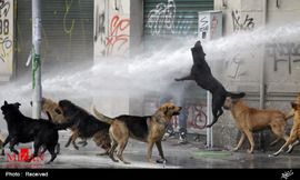 سگ های معترض