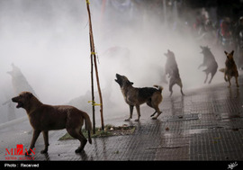 سگ های معترض