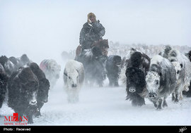 مهاجرت عشایر در مغولستان