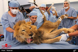 جراحی روی حیوانات