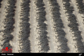 خشکسالی مزارع در کالیفرنیا