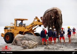 لاشه نهنگ عظیم‌الجثه در کالیفرنیا